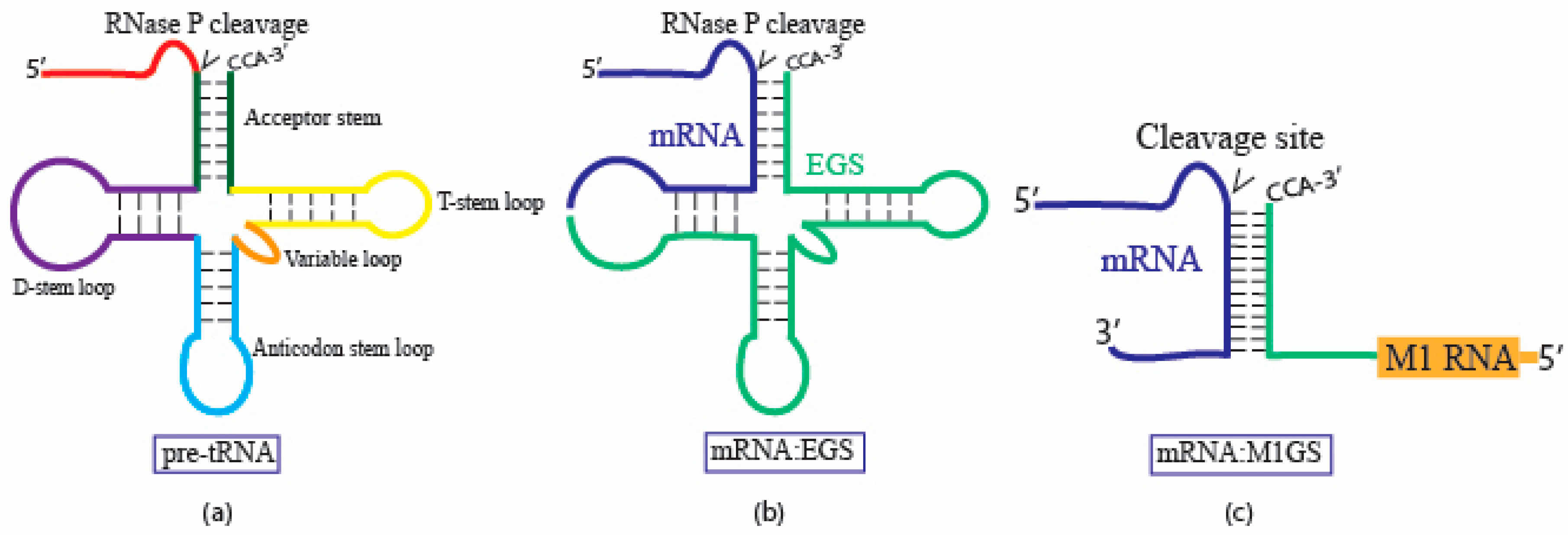 Molecules 30 03725 g002