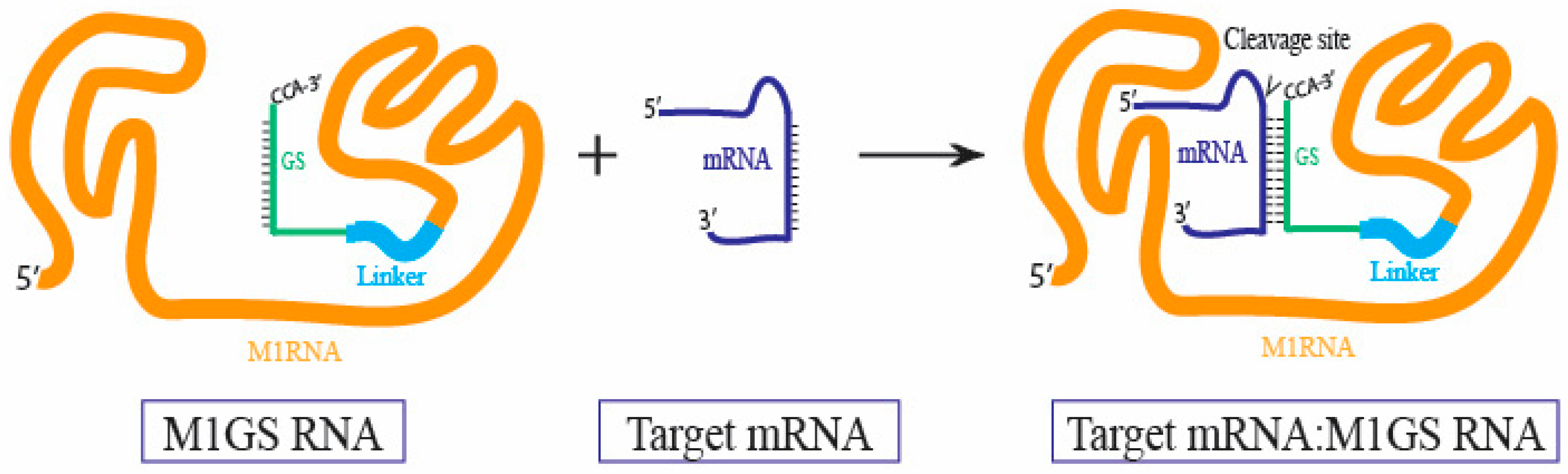 Molecules 30 03725 g003