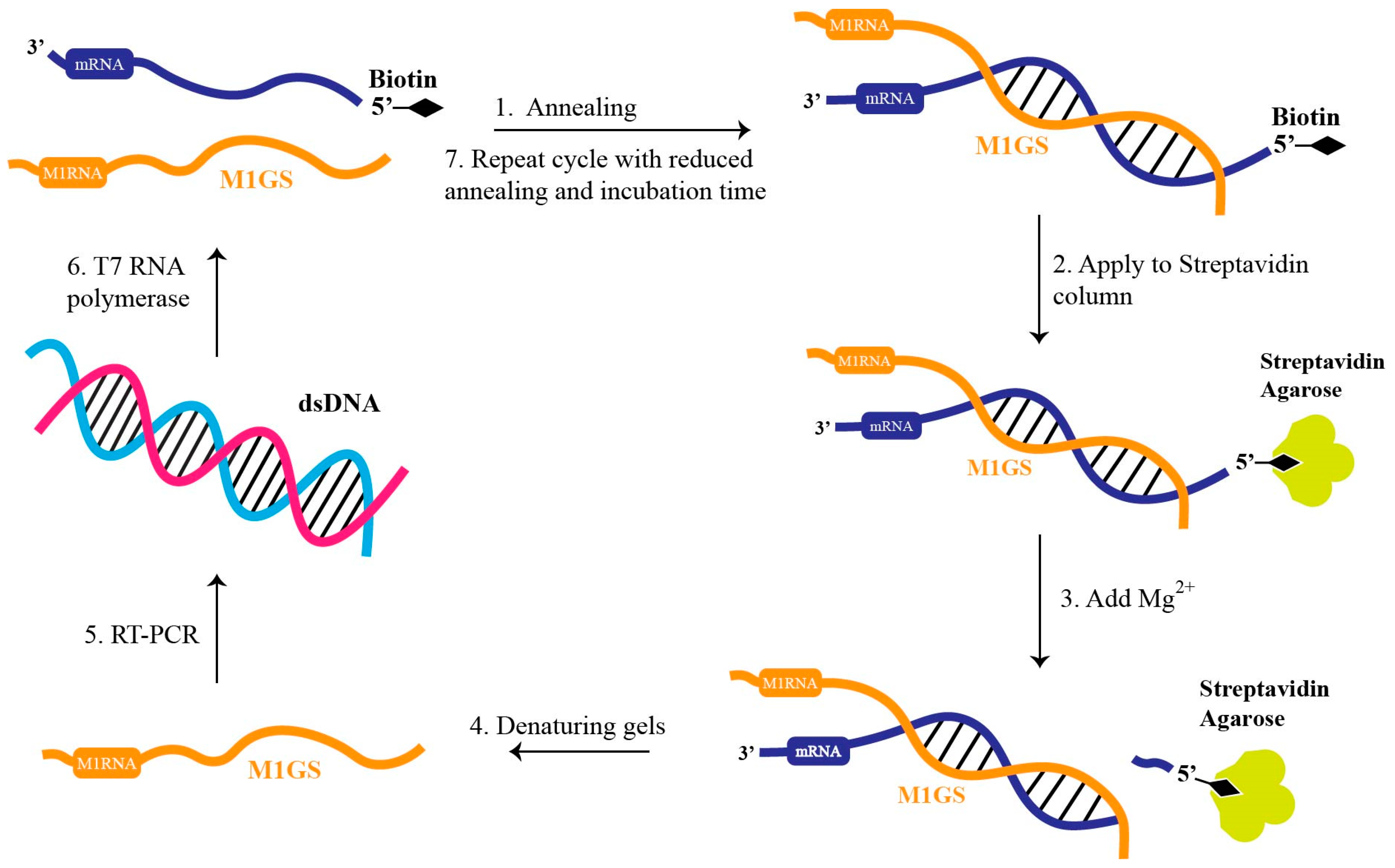 Molecules 30 03725 g004