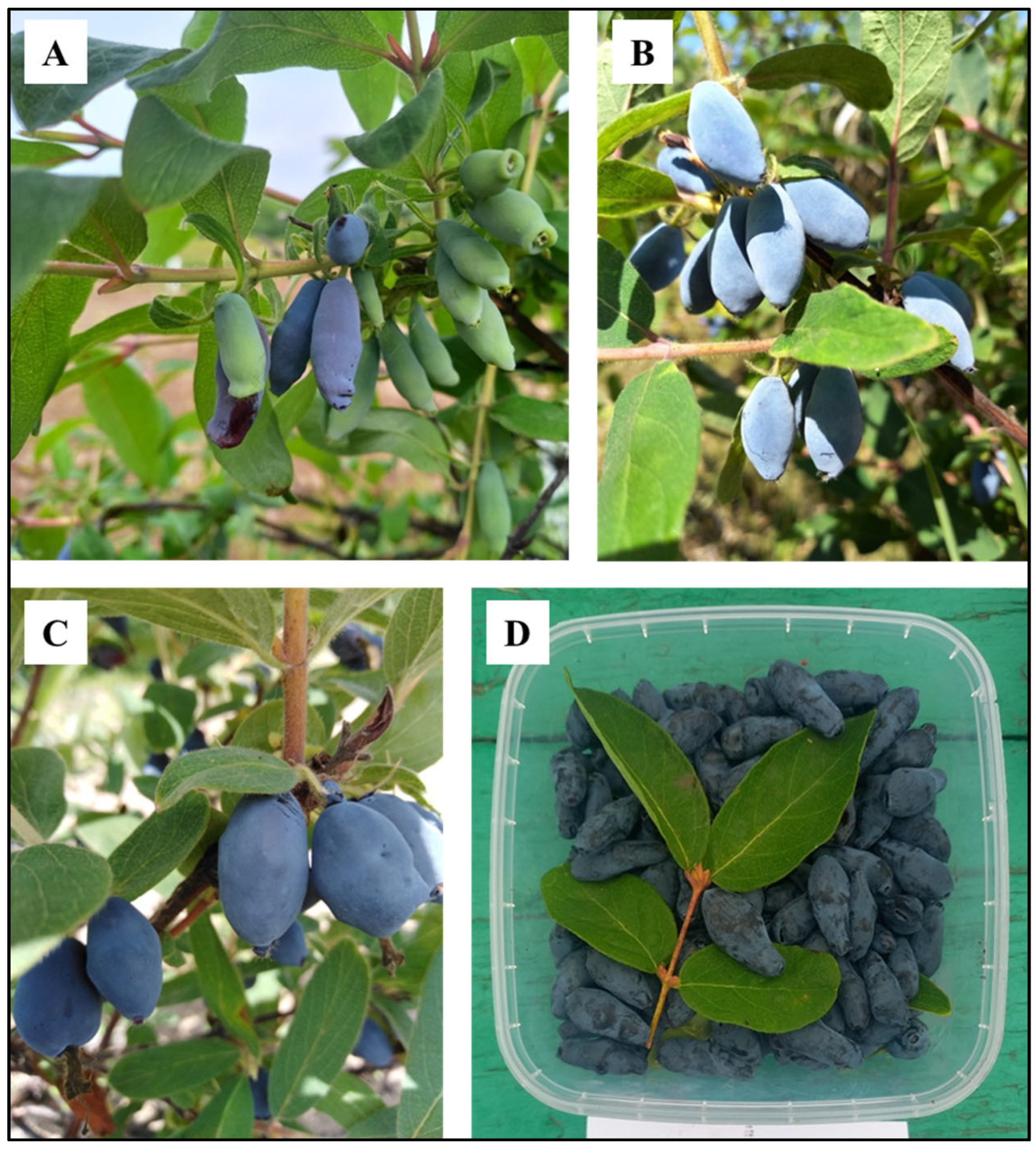 Molecules 30 03761 g001 Molecules 30 03761 g001