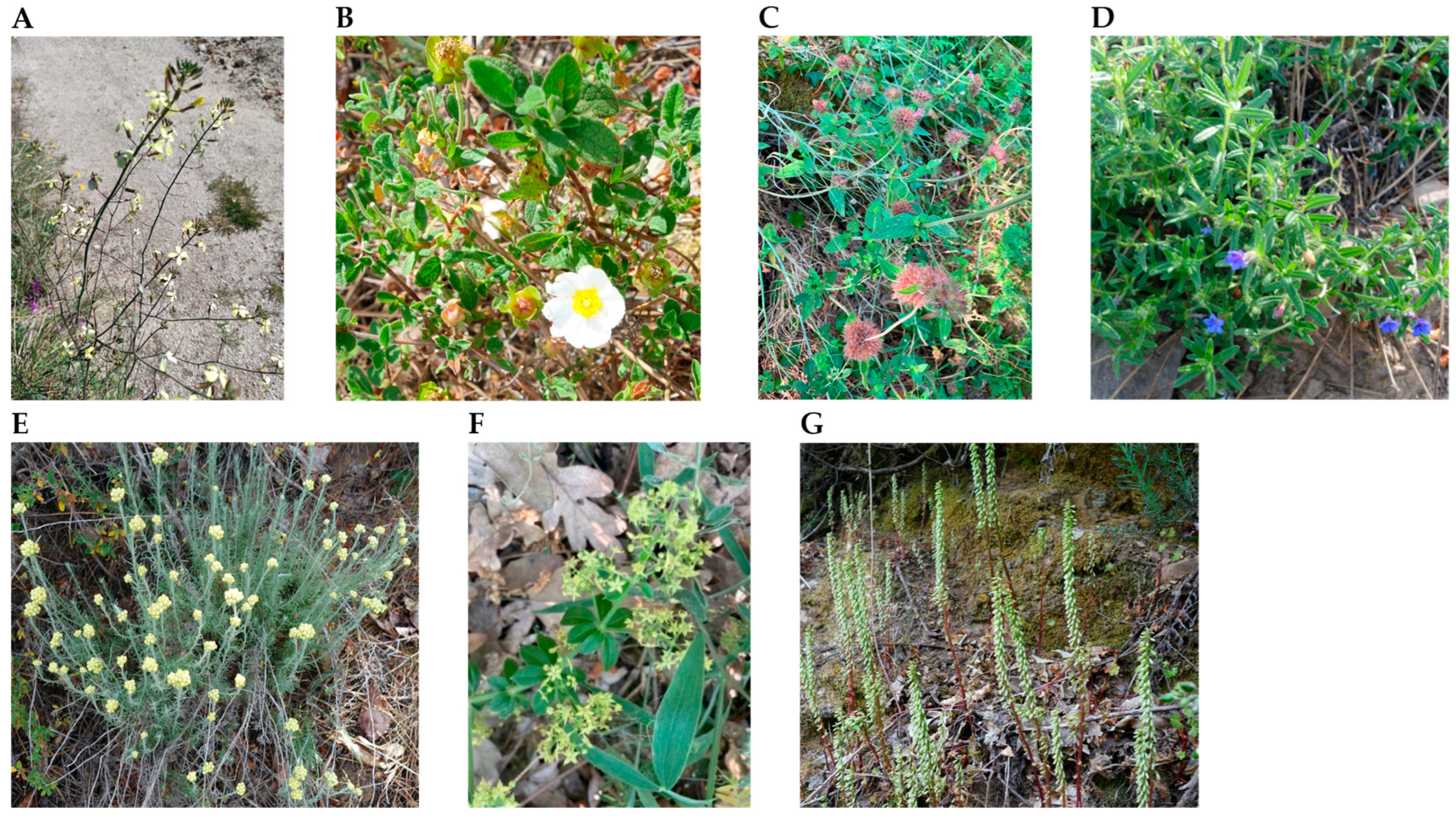 Molecules 30 03876 g002