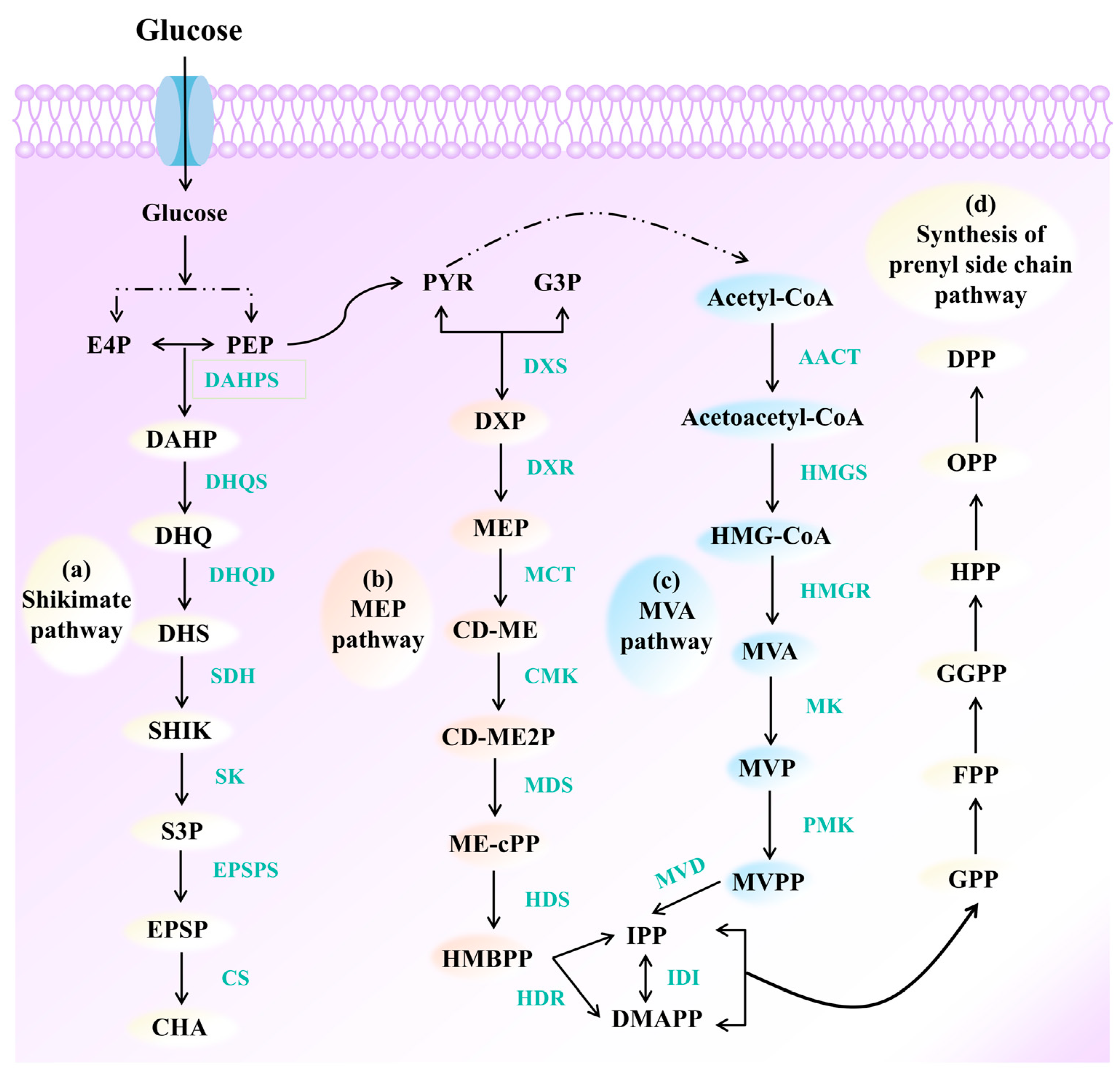 Molecules 30 03931 g001