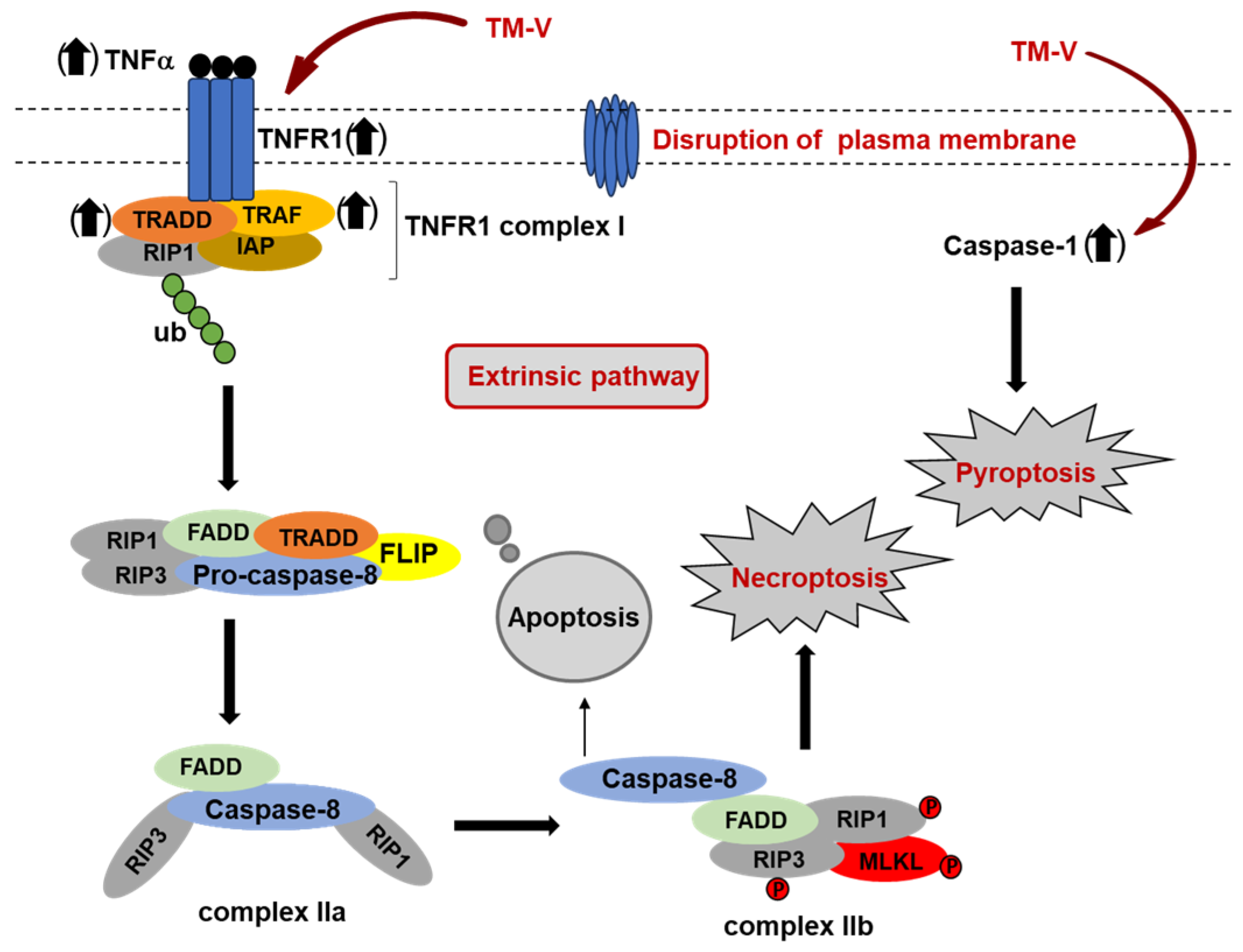 Molecules 30 04049 g003 Molecules 30 04049 g003
