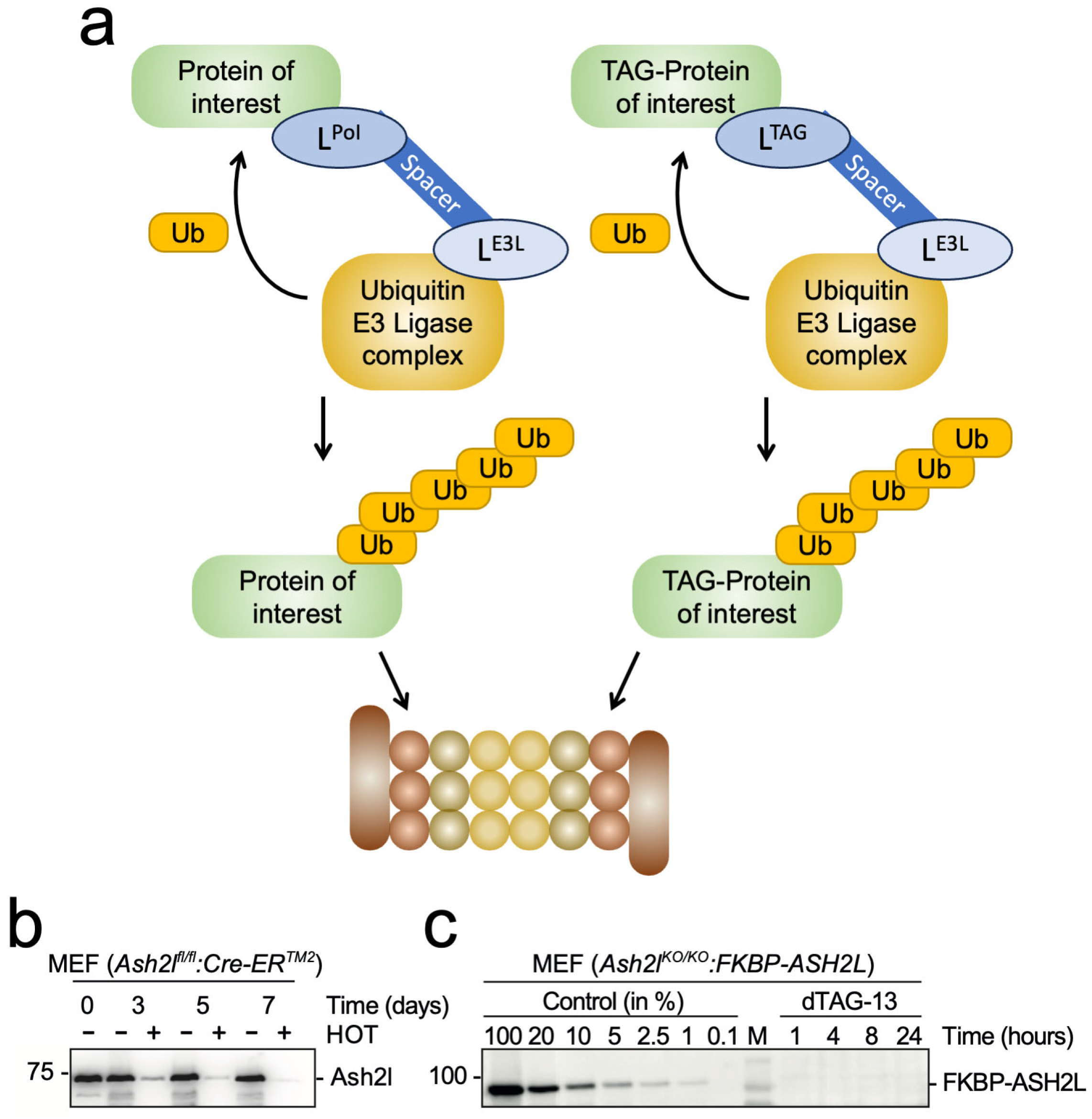 Molecules 30 04075 g006 Molecules 30 04075 g006