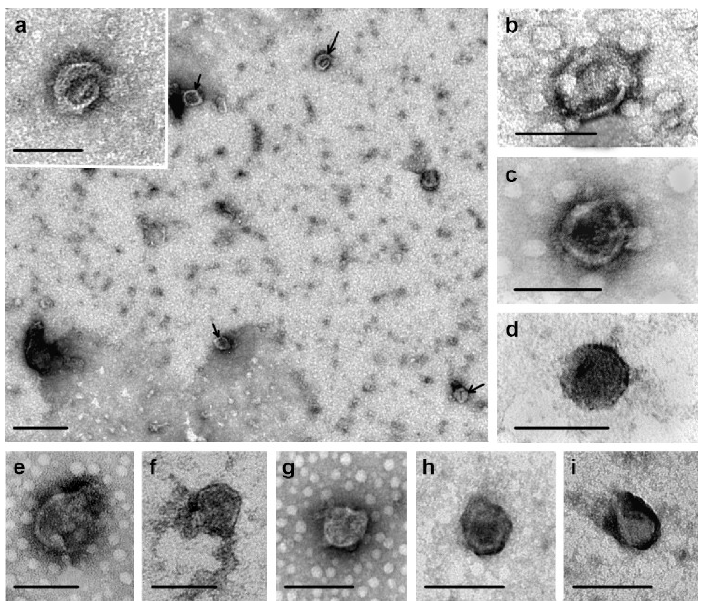 Molecules 30 04112 g001