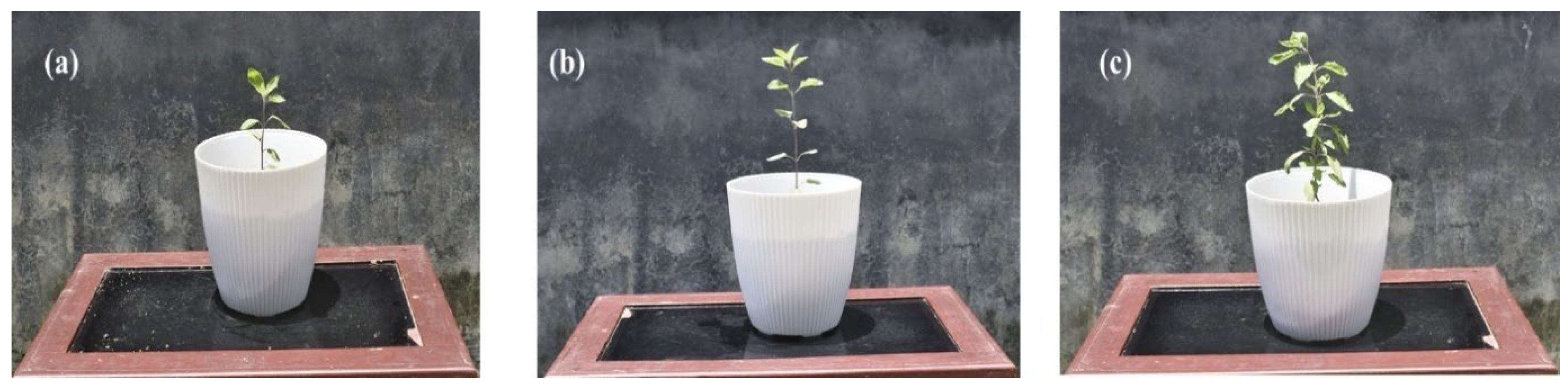 Molecules 30 04161 g006