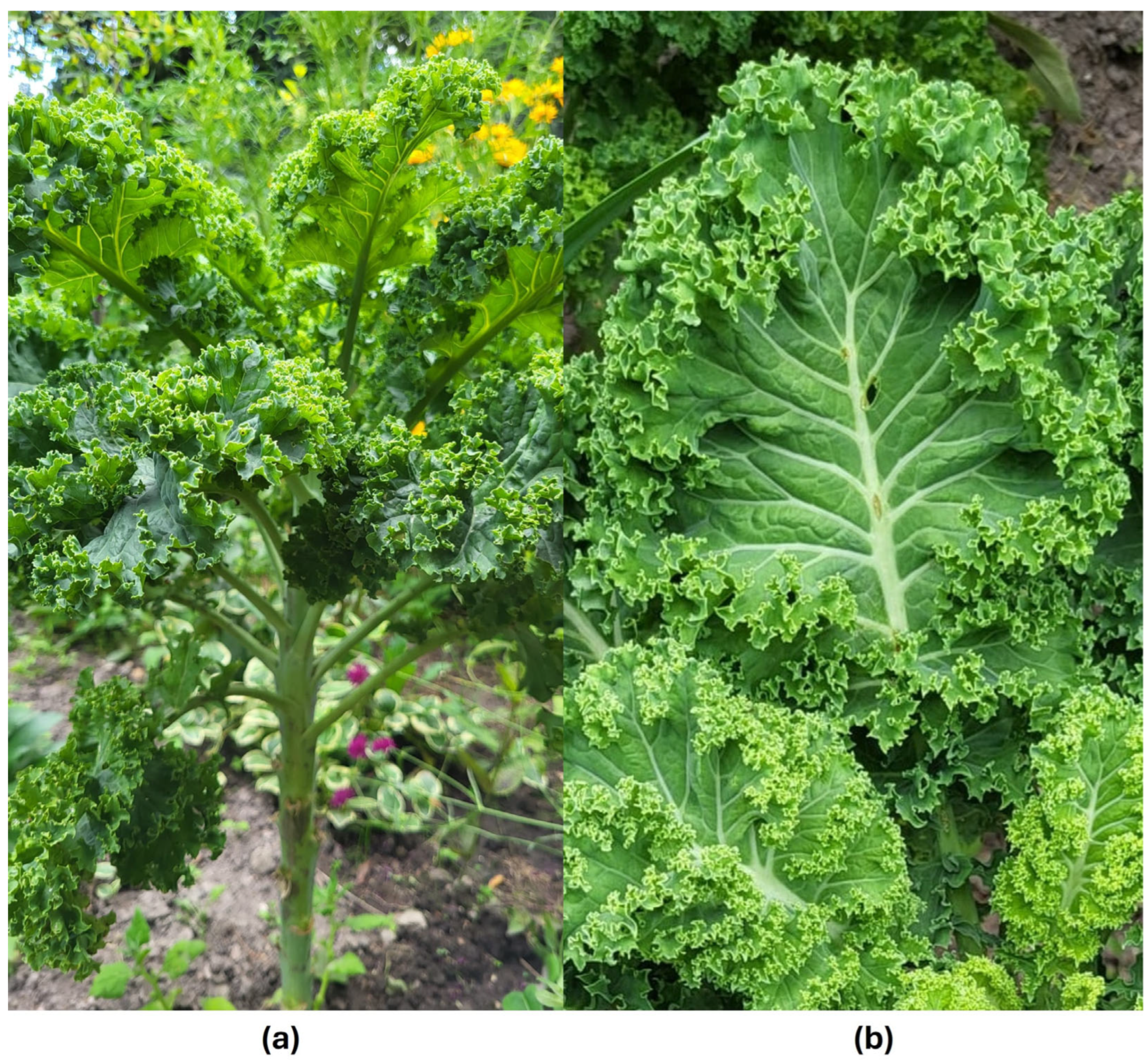 Molecules 30 04214 g001 Molecules 30 04214 g001