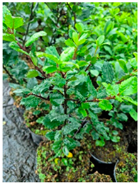 Molecules 30 04230 i002 Molecules 30 04230 i002