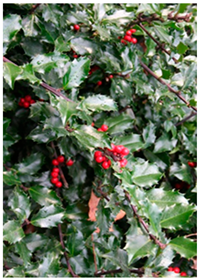 Molecules 30 04230 i005 Molecules 30 04230 i005