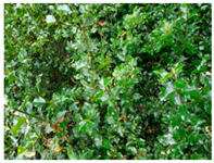 Molecules 30 04230 i006 Molecules 30 04230 i006