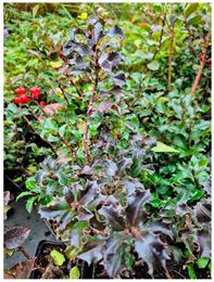 Molecules 30 04230 i007 Molecules 30 04230 i007