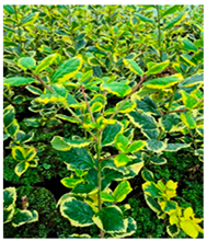 Molecules 30 04230 i011 Molecules 30 04230 i011