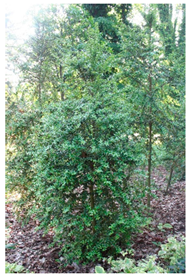 Molecules 30 04230 i012 Molecules 30 04230 i012