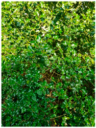 Molecules 30 04230 i013 Molecules 30 04230 i013