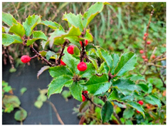 Molecules 30 04230 i014 Molecules 30 04230 i014