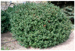 Molecules 30 04230 i015 Molecules 30 04230 i015