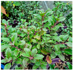 Molecules 30 04230 i016 Molecules 30 04230 i016