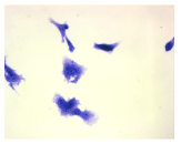 Molecules 30 04319 i004