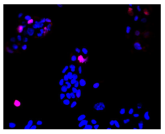 Molecules 30 04319 i018