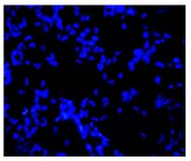 Molecules 30 04319 i029
