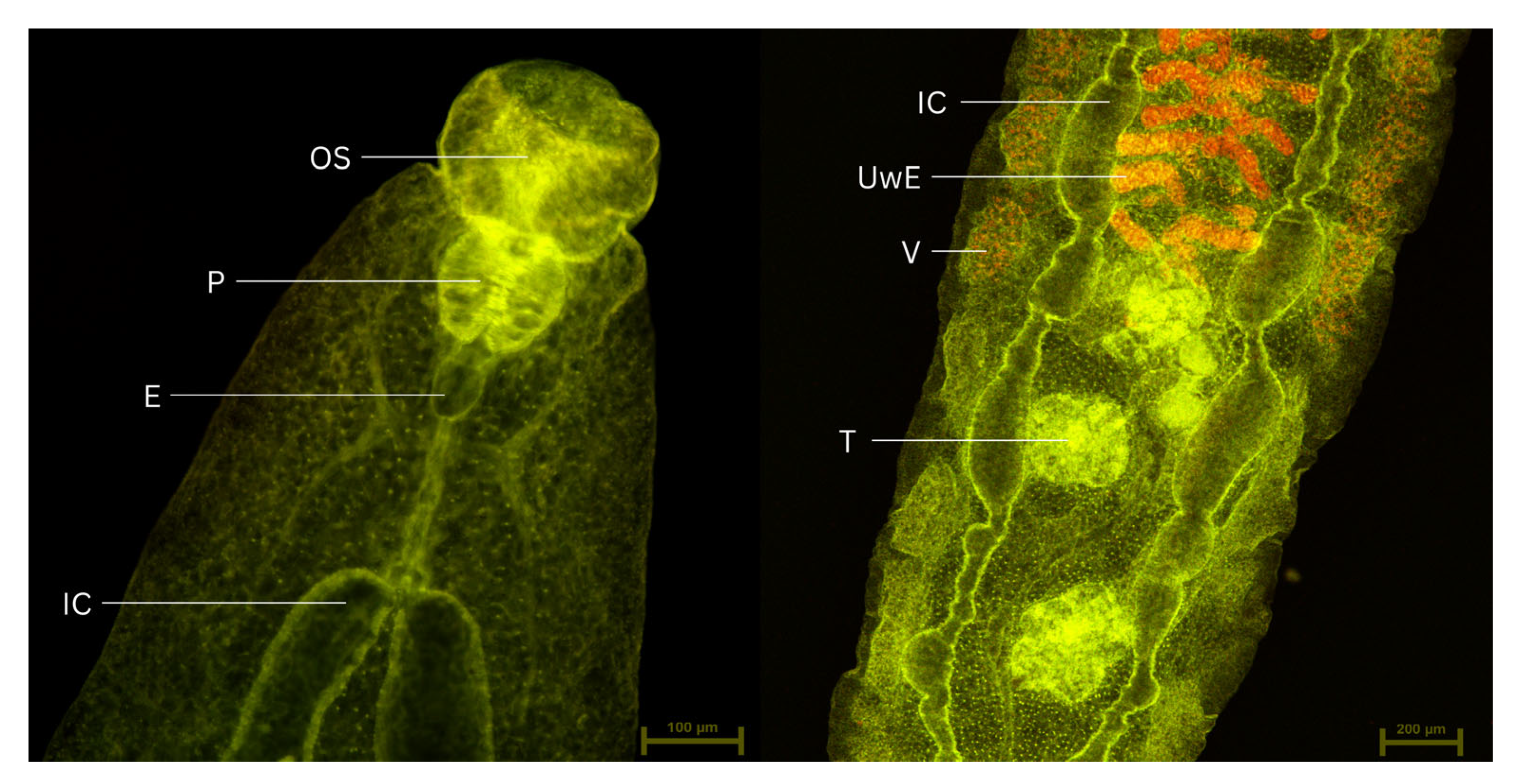 Molecules 30 04472 g008
