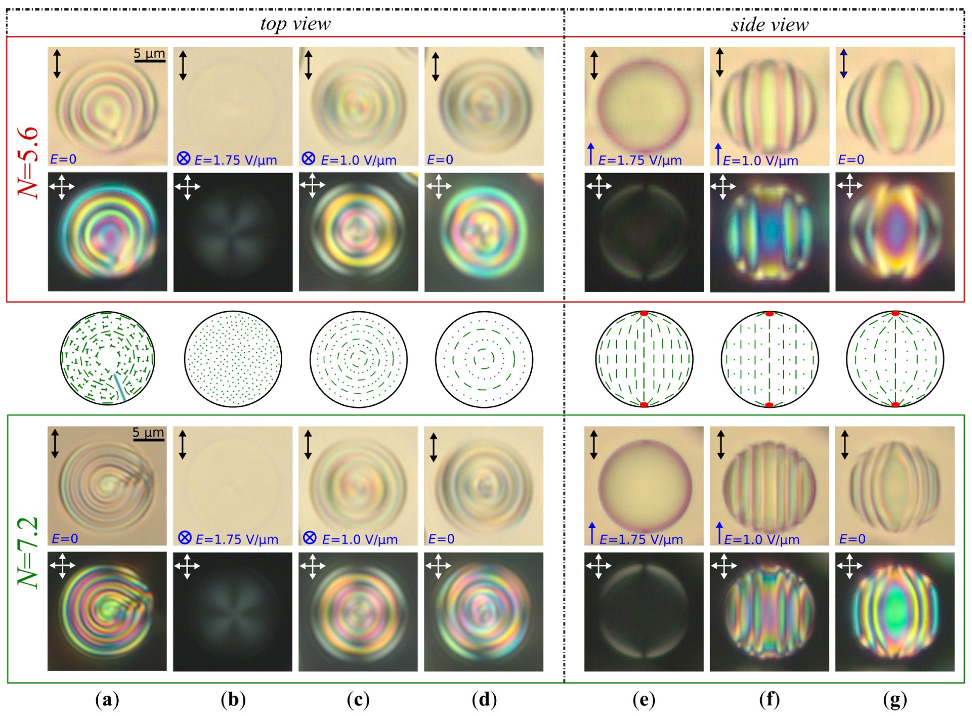 Molecules 30 04482 g003 Molecules 30 04482 g003