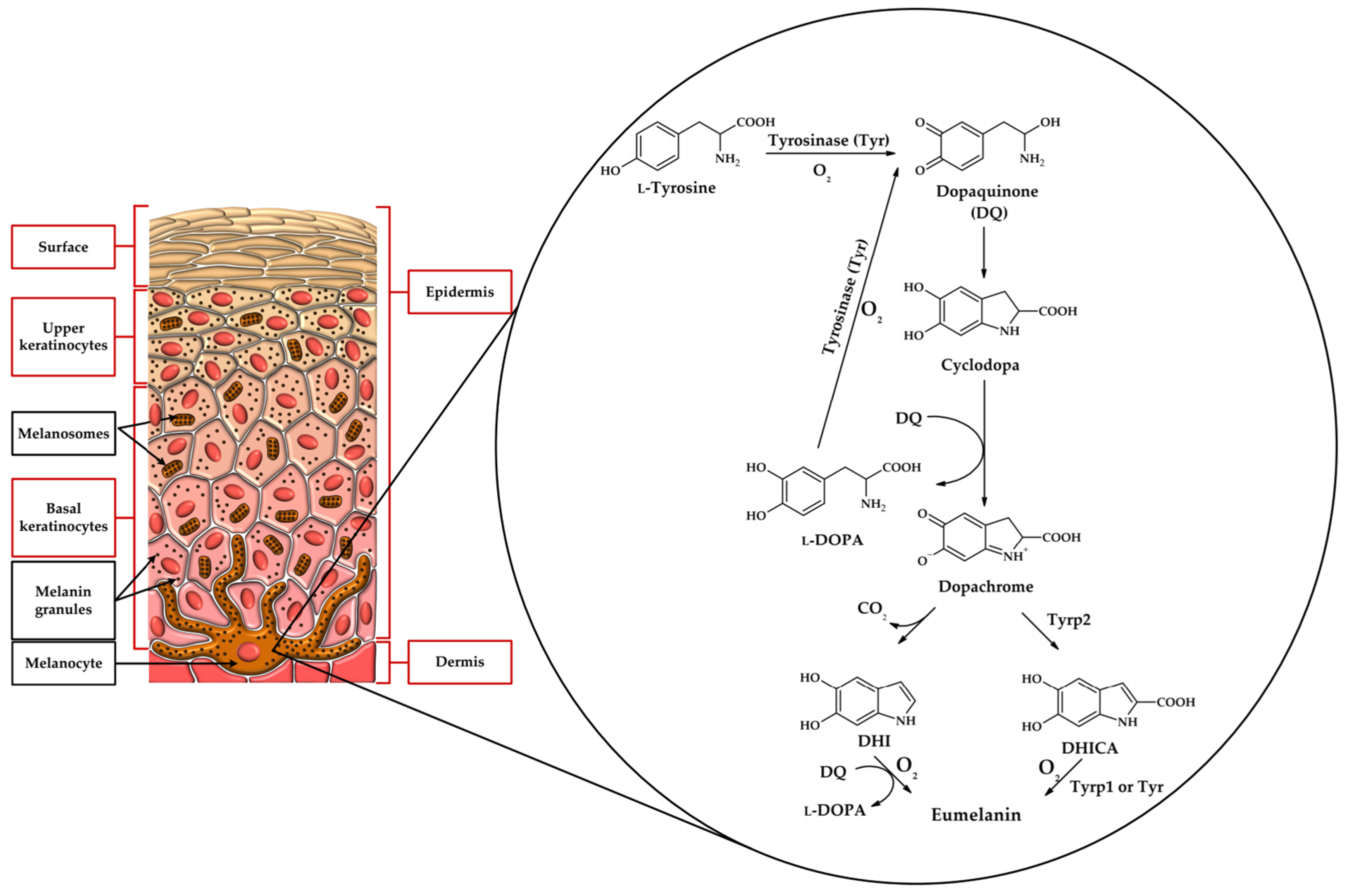 Molecules 31 00020 g002 Molecules 31 00020 g002