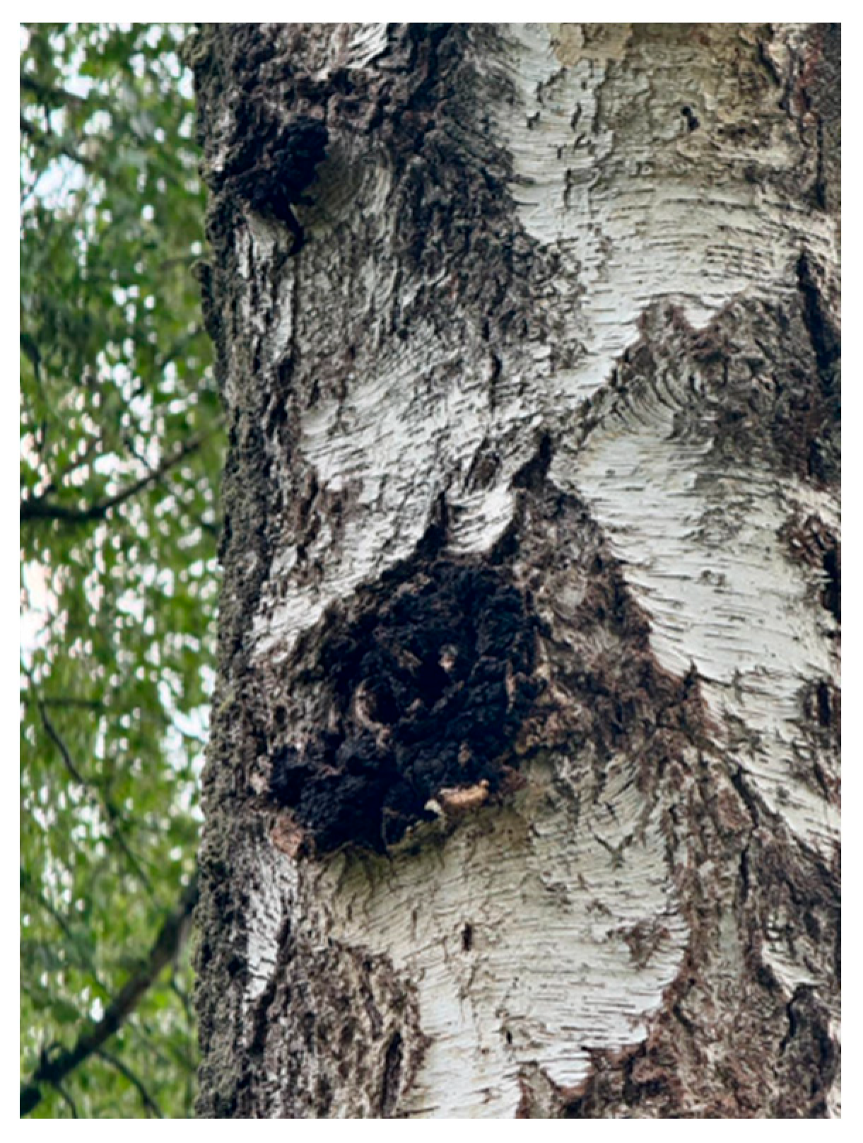 Molecules 31 00146 g001