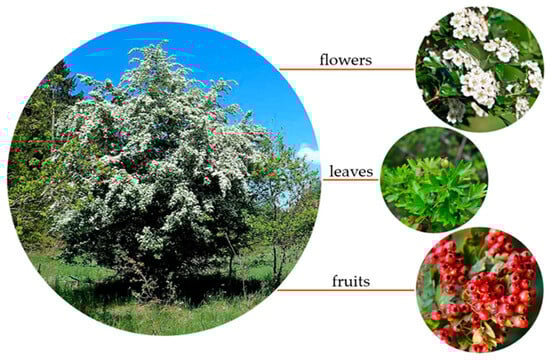 Crataegus monogyna Jacq. and its morphological parts.