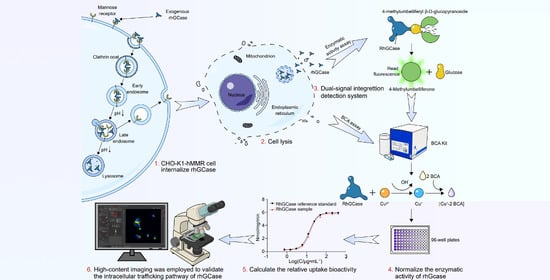 After overexpressing the mannose receptor on the surface of wild-type (WT) cells, flow cytometry was performed to quantify the receptor expression levels. (a) Detection of cell surface mannose receptor in WT CHO cells. (b) Detection of the cell surface mannose receptor in overexpressed (OE) CHO cells. (c) Isotype control (IC) detection of overexpressed cells.