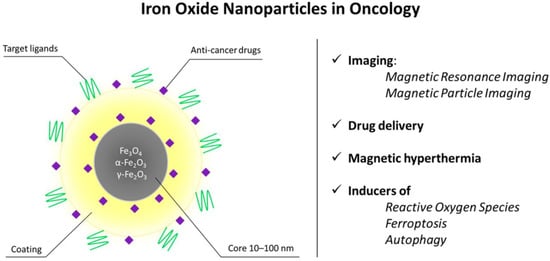 Structural features and biomedical applications of iron oxide nanoparticles (IONPs) in oncology. Schematic representation of an IONP composed of a magnetic Fe3O4/Fe2O3 core (10–100 nm) surrounded by a stabilizing coating and functional moieties, including targeting ligands and anti-cancer drugs. The magnetic properties of the core enable non-invasive imaging by magnetic resonance imaging (MRI) and magnetic particle imaging (MPI), while the surface can be engineered for controlled drug delivery and magnetic hyperthermia. Upon cellular uptake, IONPs may also generate reactive oxygen species and promote regulated cell death pathways such as ferroptosis and autophagy. Together, these features support the use of IONPs as multifunctional theranostic platforms in cancer treatment.