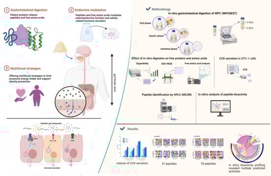 Digestibility (mean ± SEM) of WPC digests during the gastric and intestinal phases at different times 30, 60, 90, 120, 150, 180, 210, and 240 minutes (min). Statistical analysis was performed by one–way ANOVA (df = 7, F = 51.35, p < 0.001). Means not sharing the same letters indicate differences in percentages according to Tukey’s method (α = 0.05).