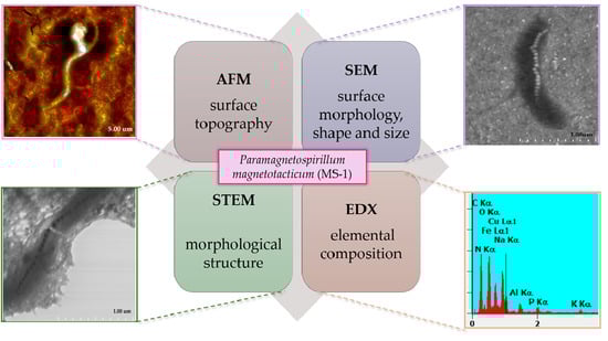 SEM (A) and STEM (B) imaging of an untreated copper-based TEM grid.