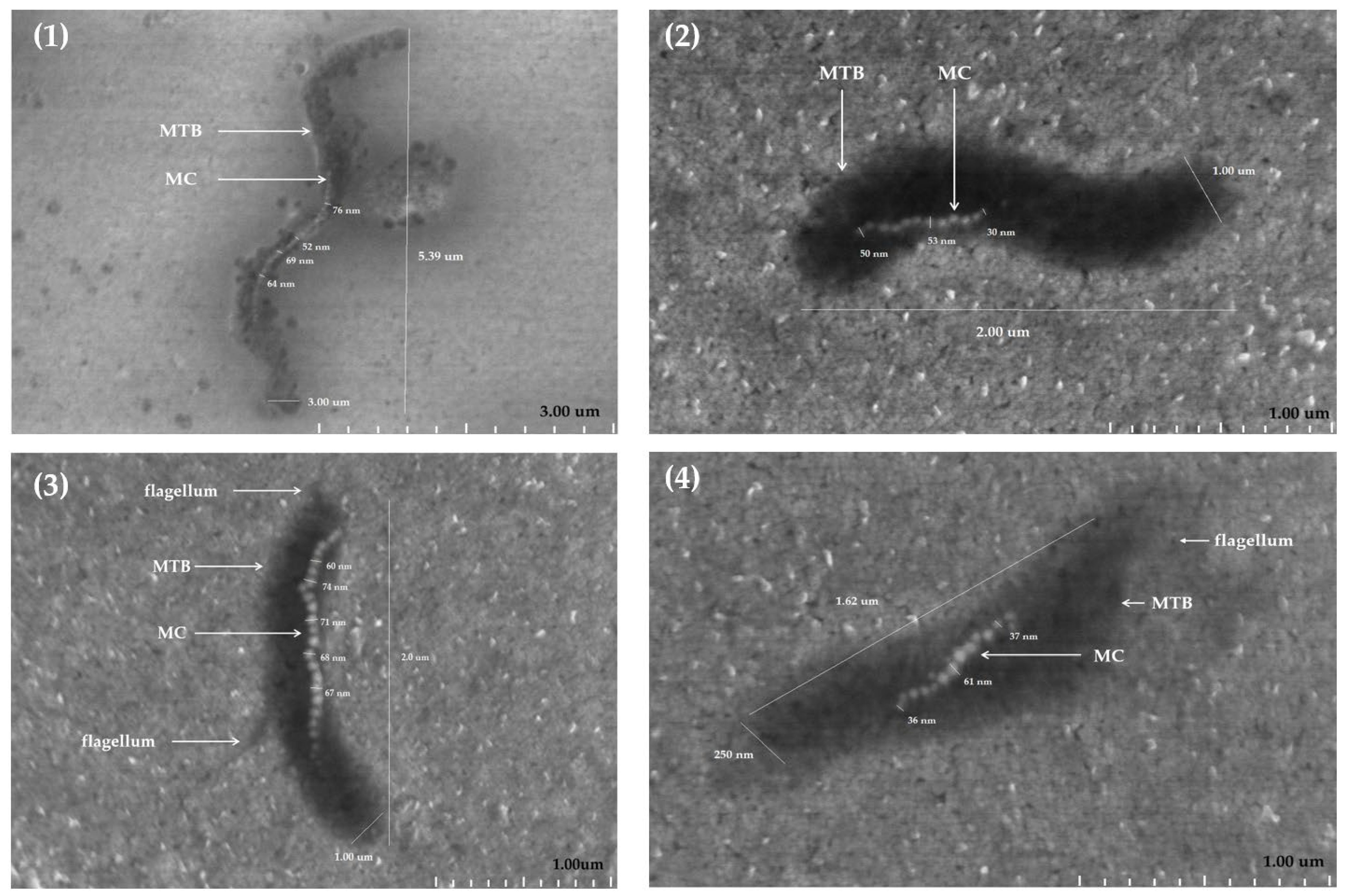 Molecules 31 00253 g002