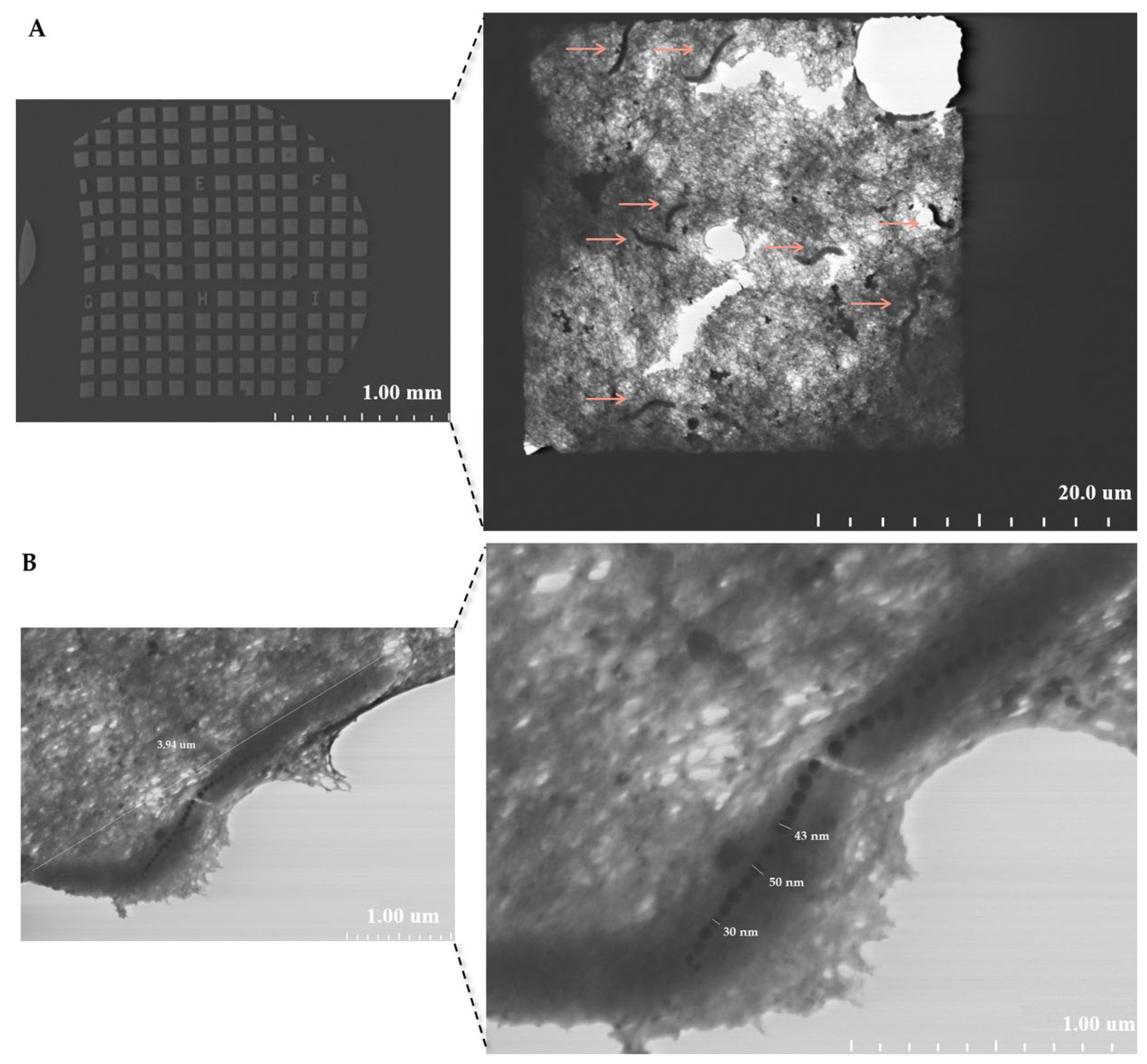 Molecules 31 00253 g003