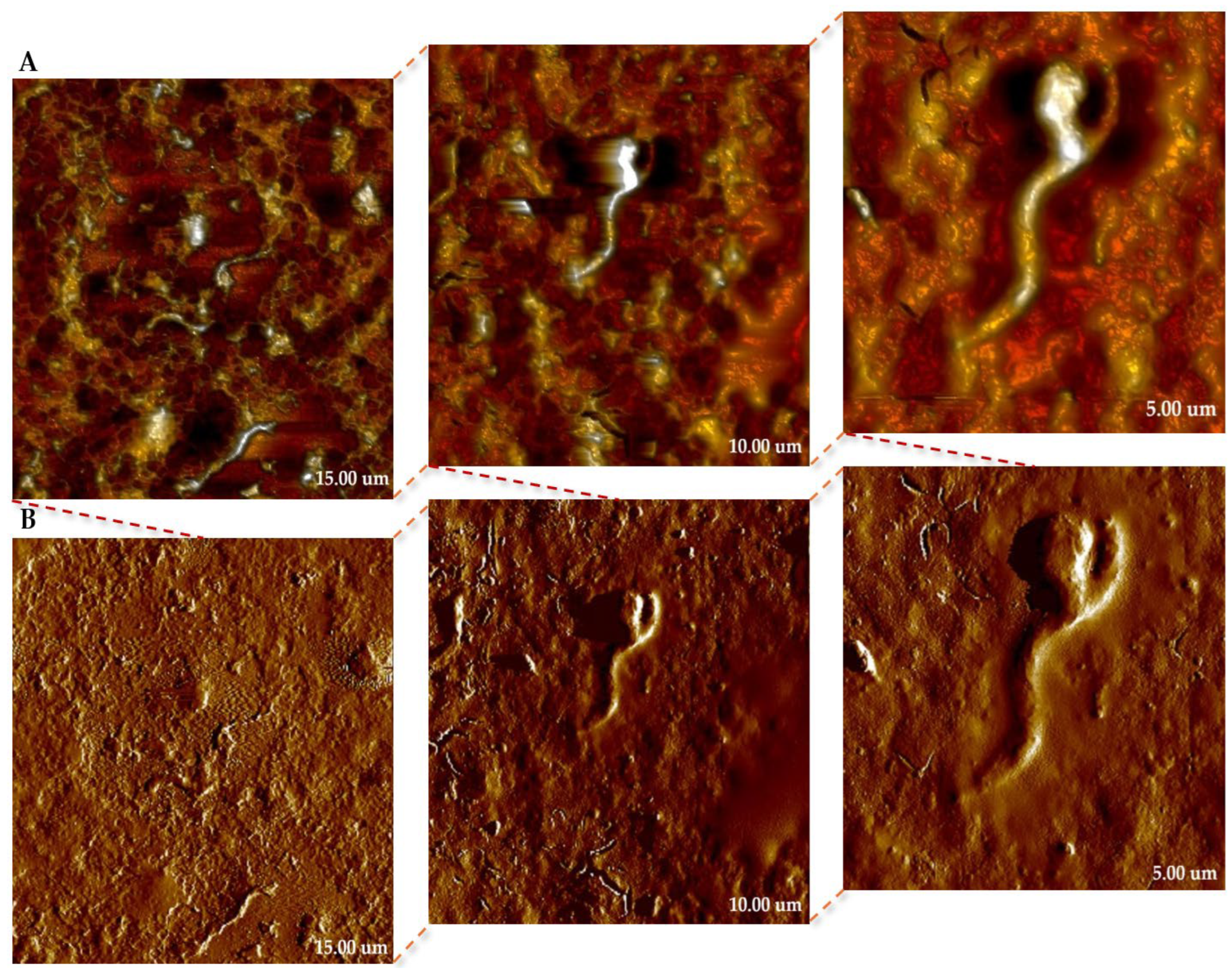 Molecules 31 00253 g007