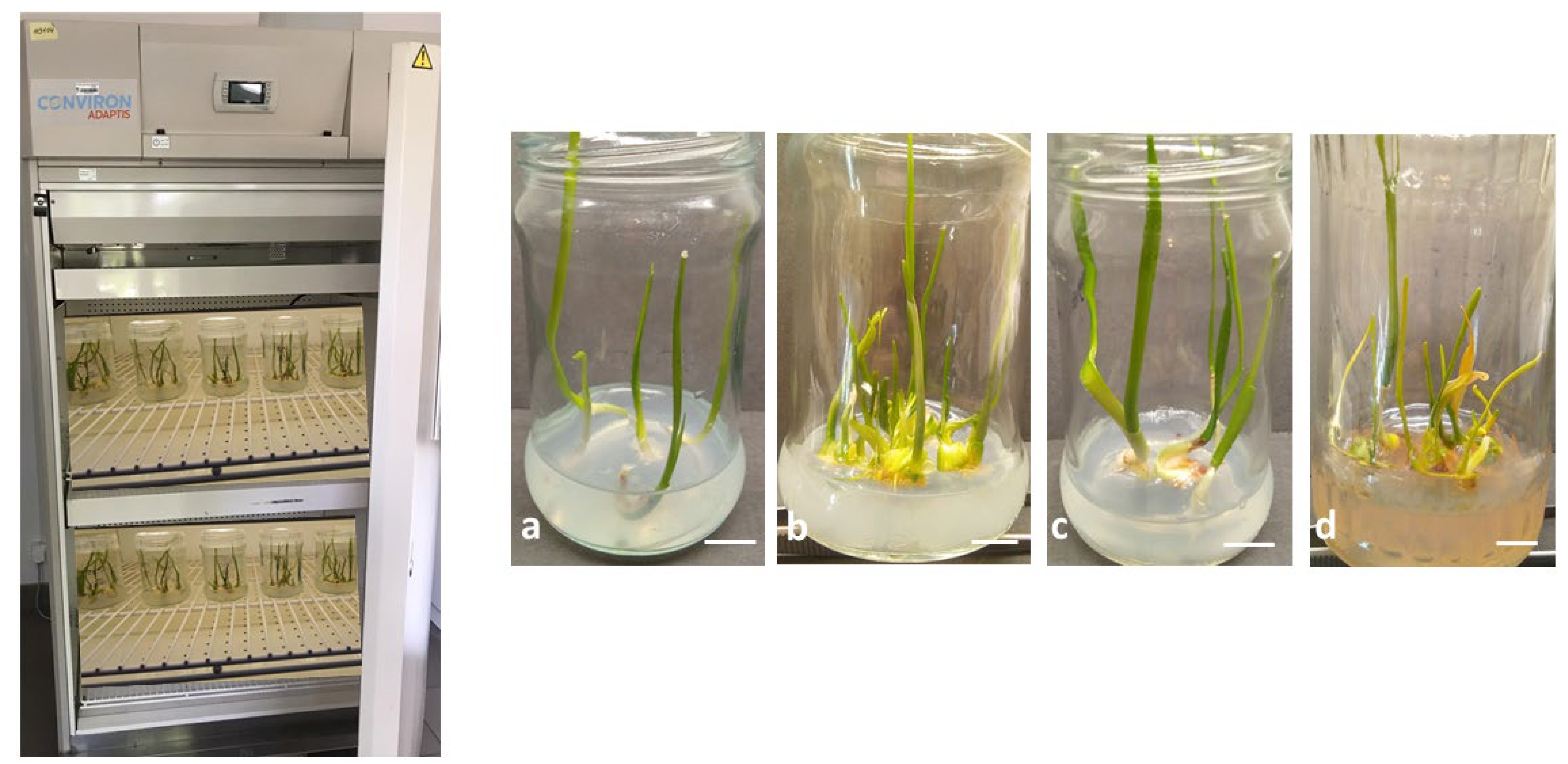 Molecules 31 00258 g001