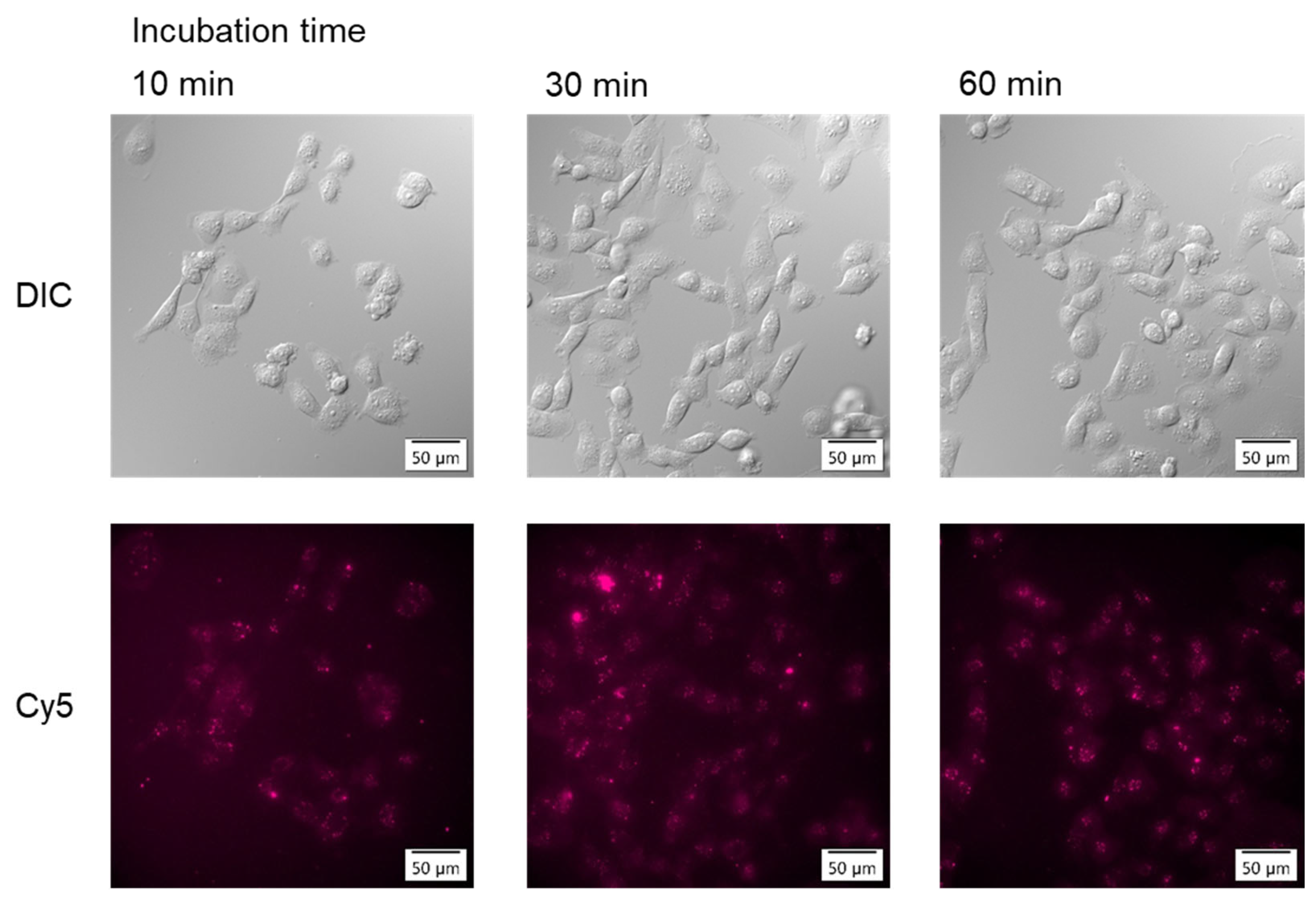 Molecules 31 00302 g003 Molecules 31 00302 g003