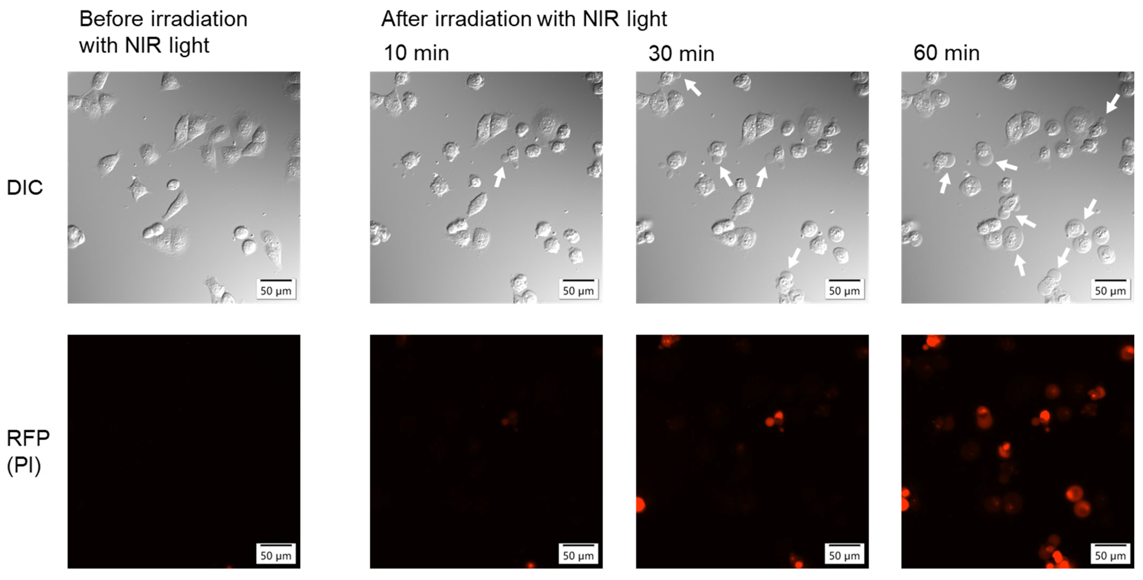 Molecules 31 00302 g004 Molecules 31 00302 g004