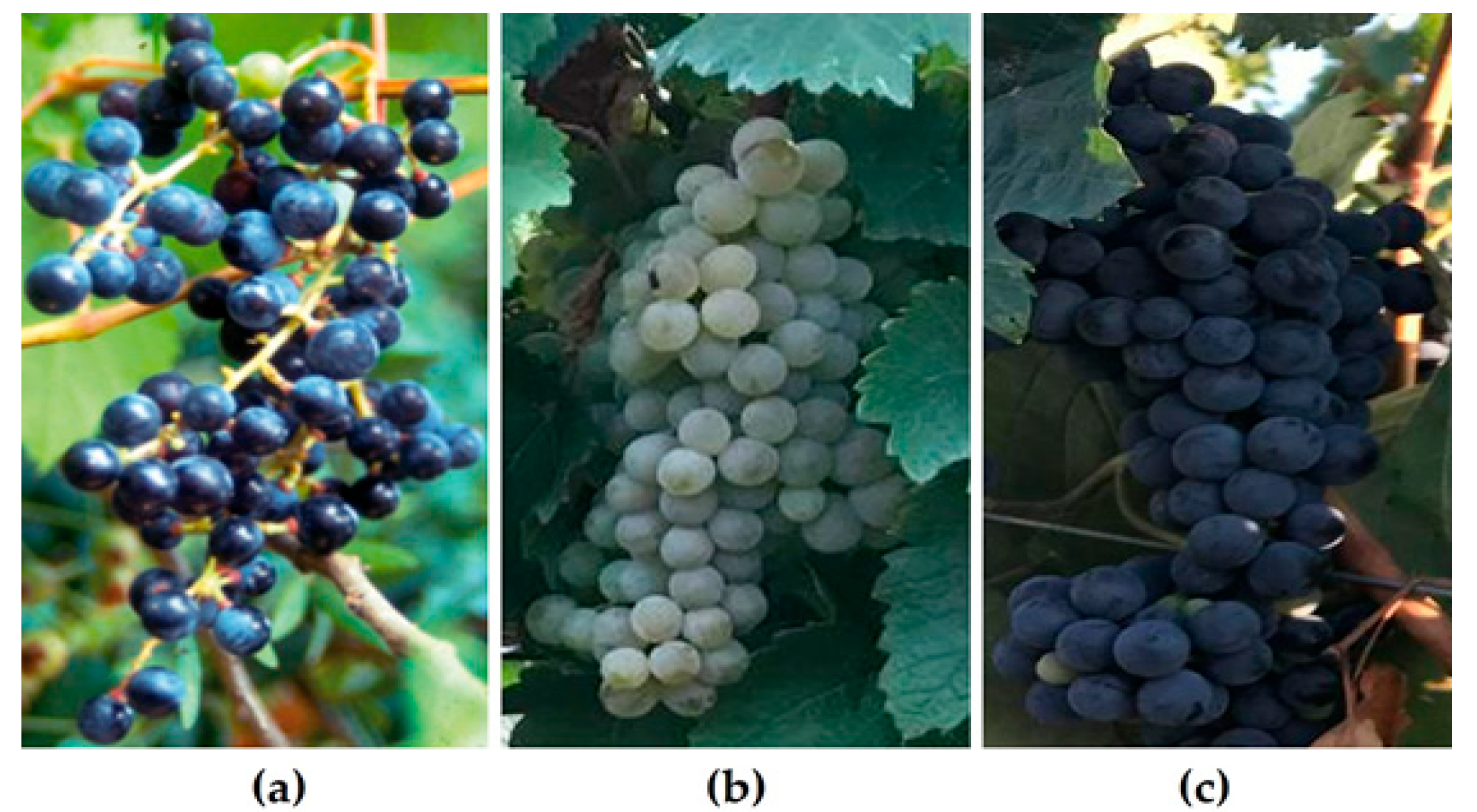 Molecules 31 00303 g001
