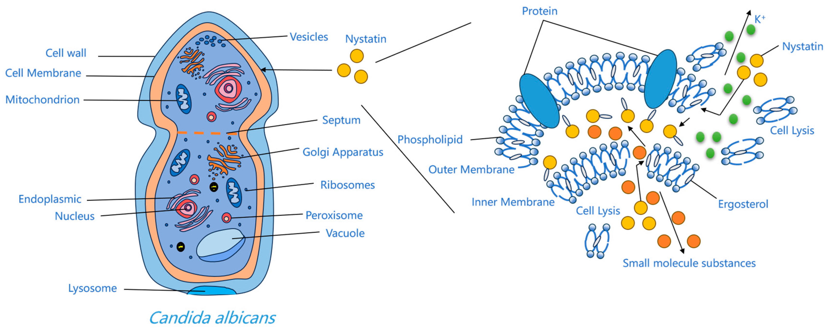 Molecules 31 00330 g003