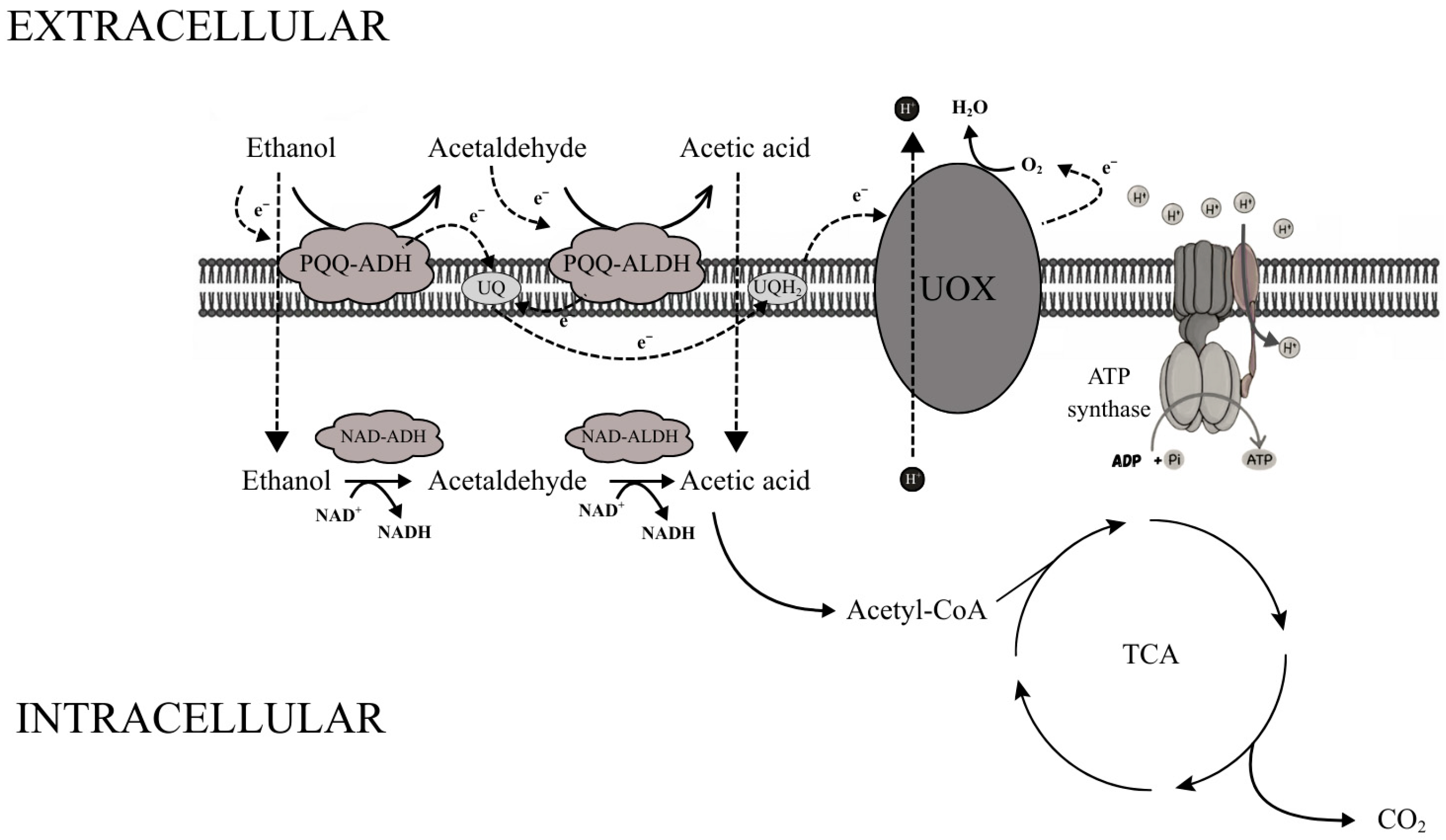 Molecules 31 00333 g002