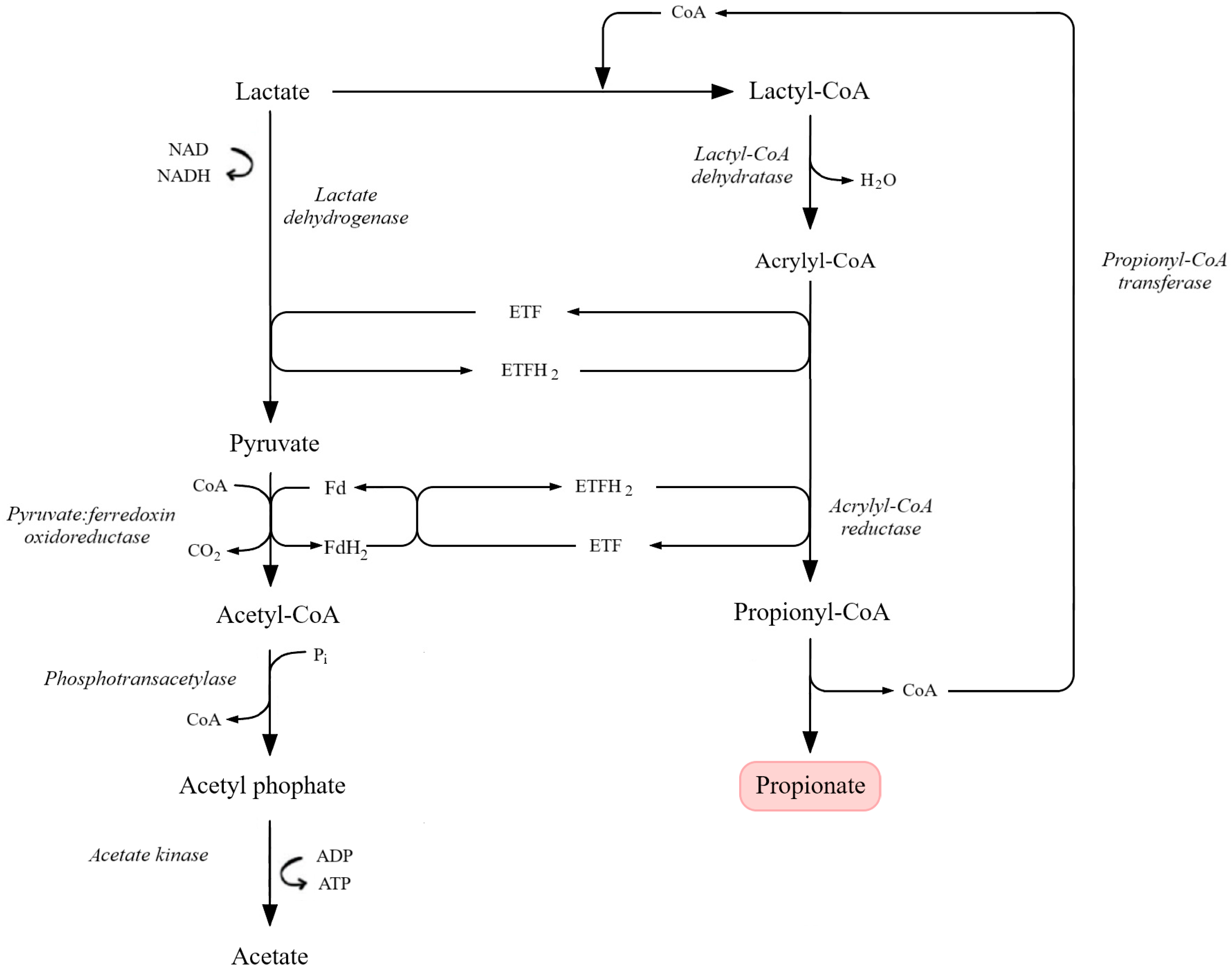 Molecules 31 00333 g006