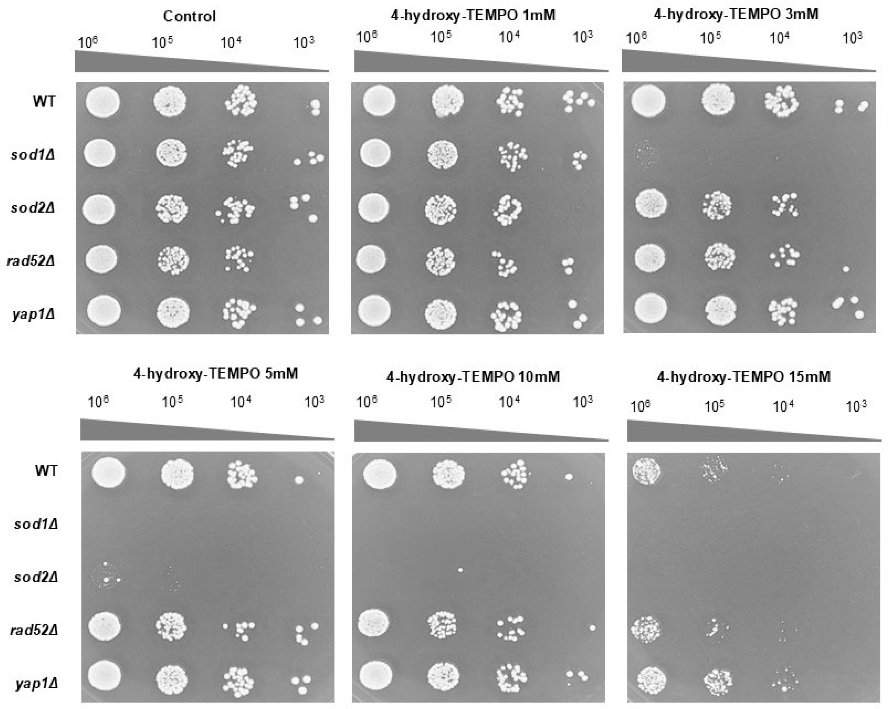 Molecules 31 00376 g002