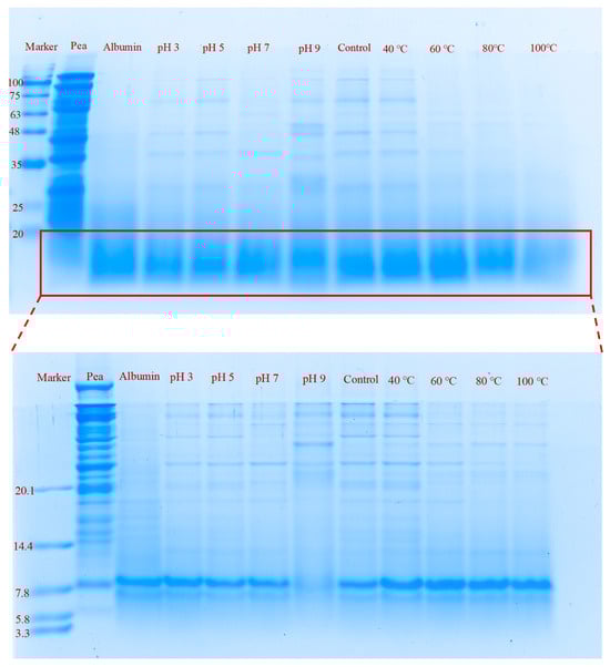 SDS-PAGE profiles of total pea protein and pea albumin subjected to different treatments under reducing conditions. Pea: total pea protein. pH 3, 5, 7, and 9: pea albumin treated at different pH conditions. 40, 60, 80, and 100 °C: pea albumin subjected to different heating temperatures.