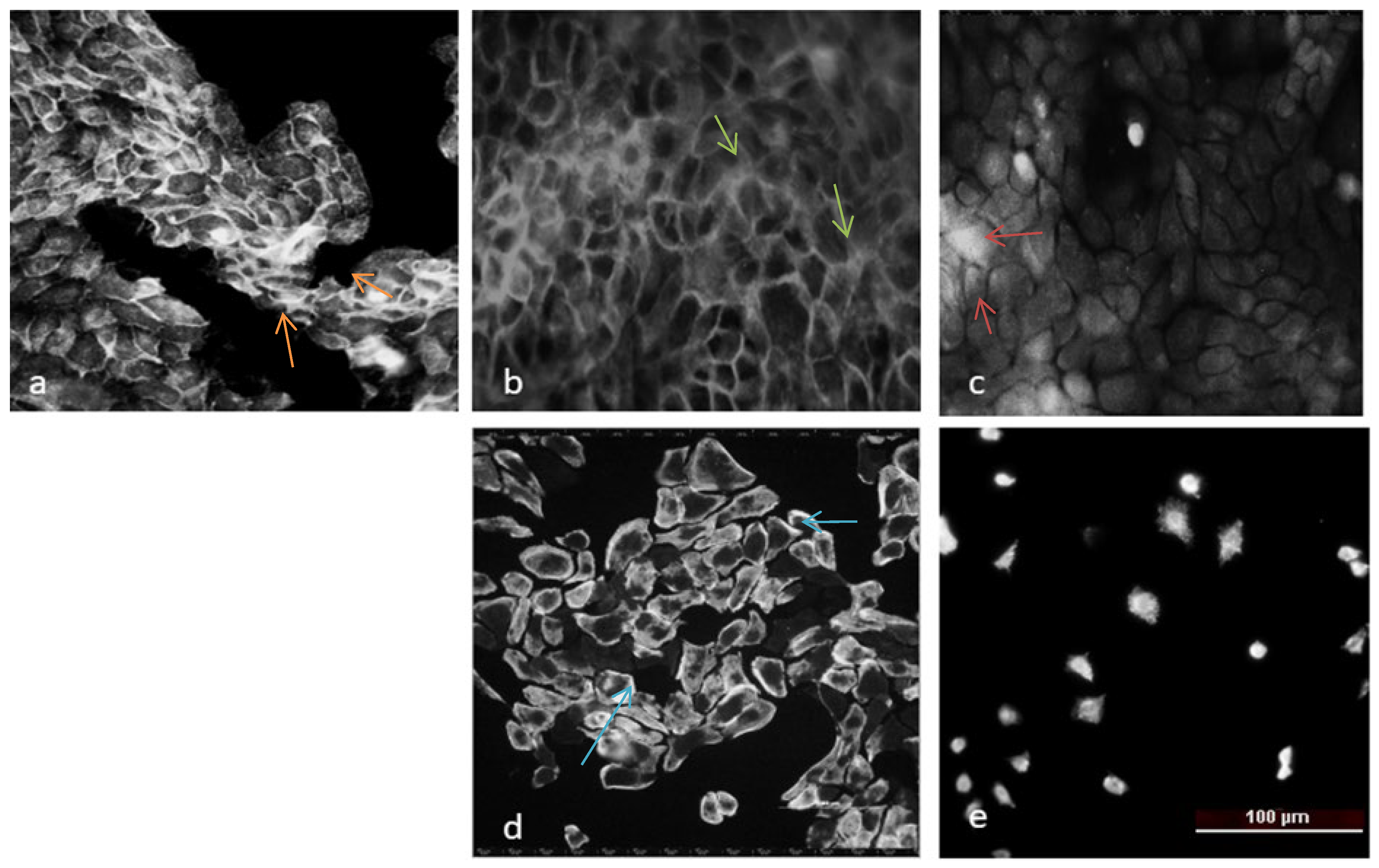 Molecules 31 00397 g007