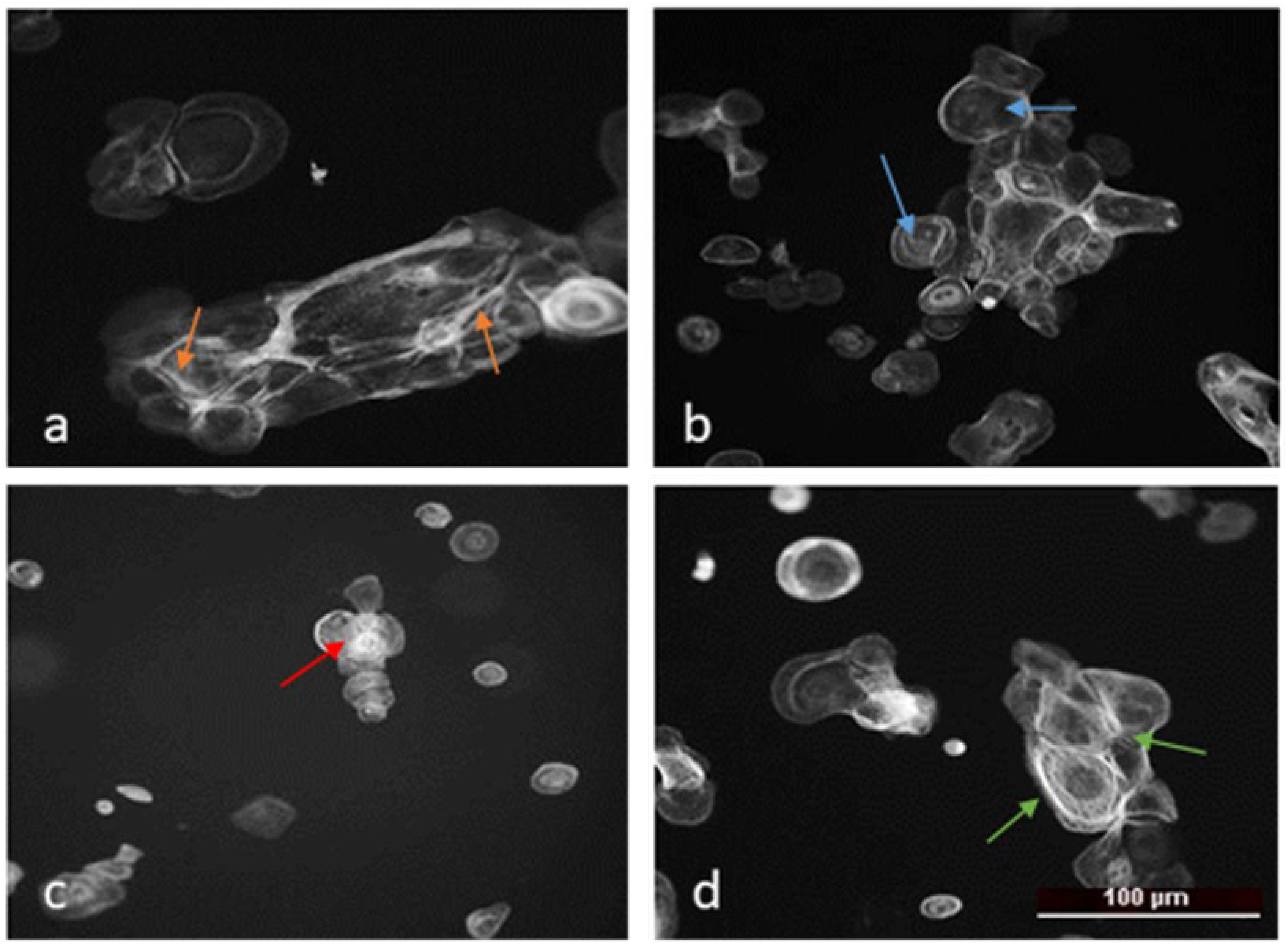 Molecules 31 00397 g008