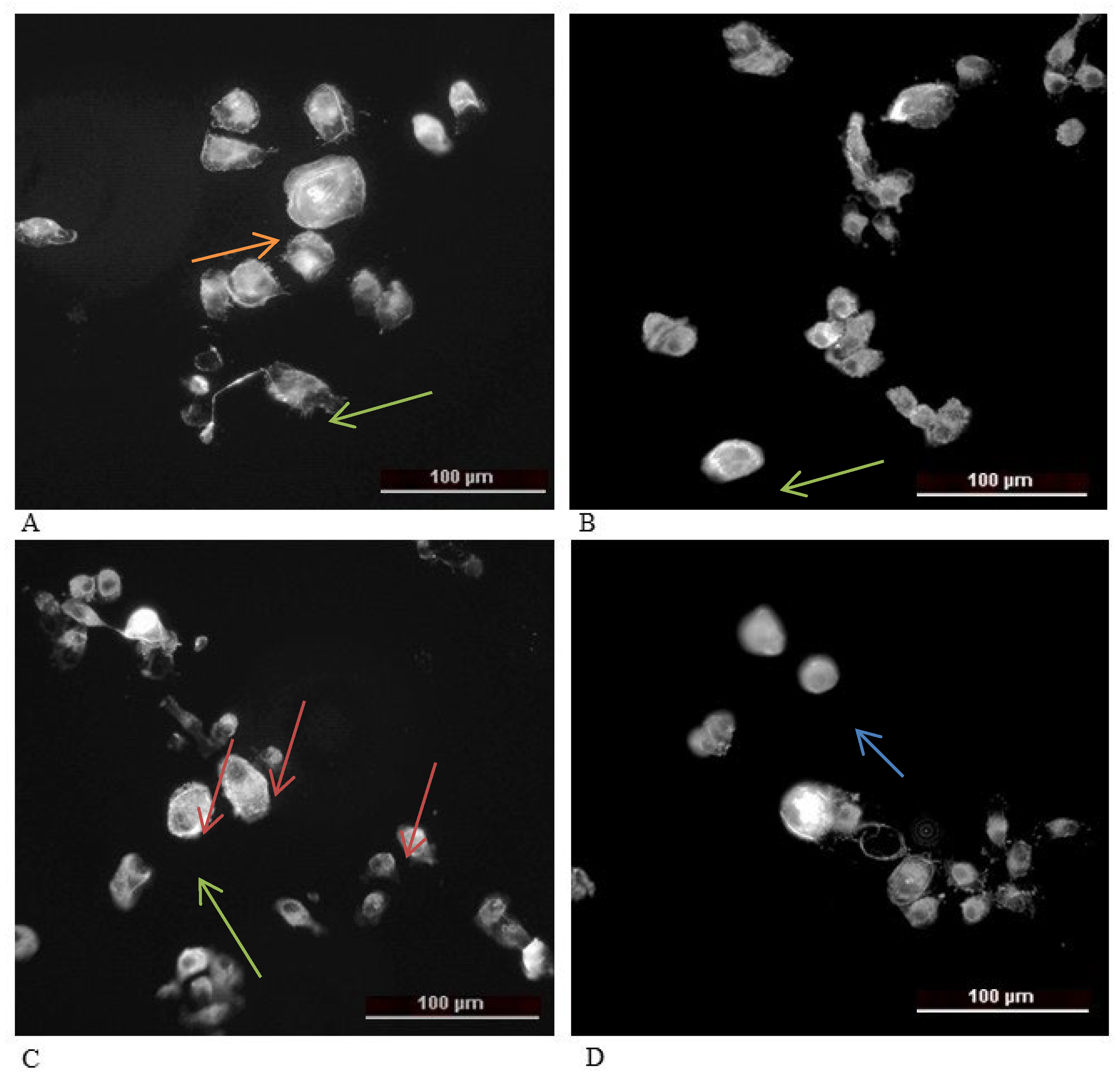 Molecules 31 00397 g009