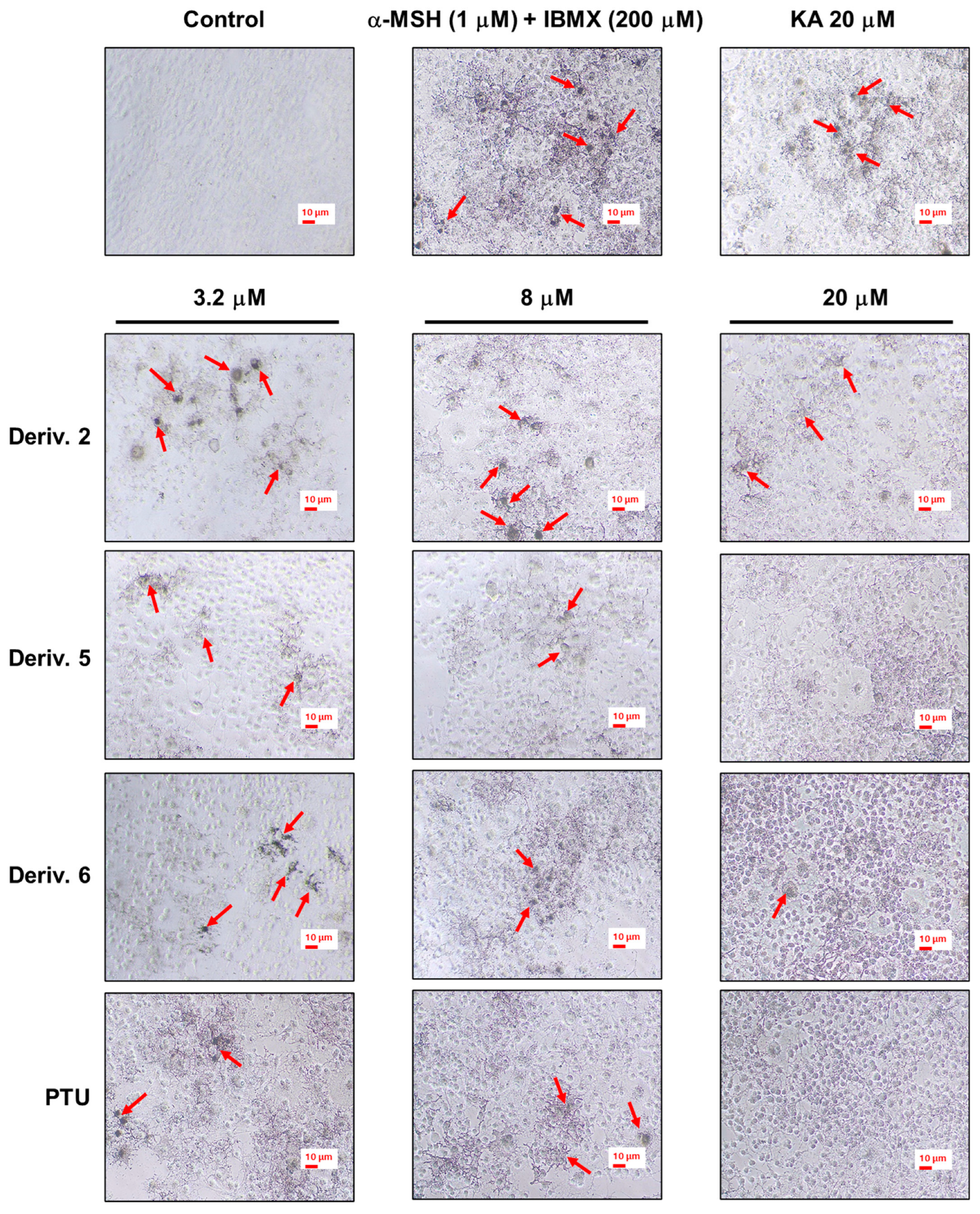 Molecules 31 00422 g008
