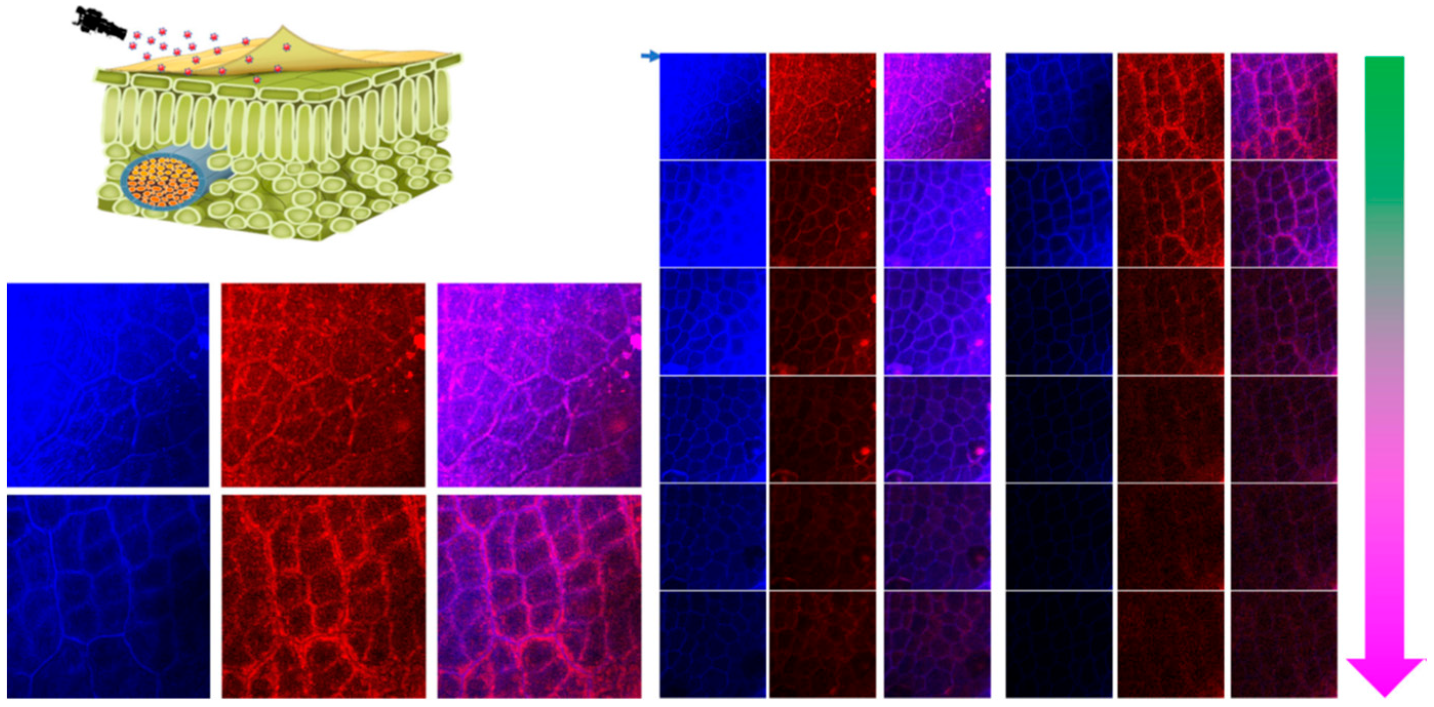 Molecules 31 00453 g002 Molecules 31 00453 g002